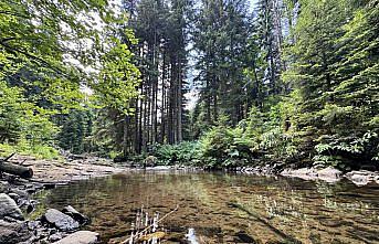 Giresun'daki Paşakonağı Yaylası akarsularıyla güzel manzaralar sunuyor