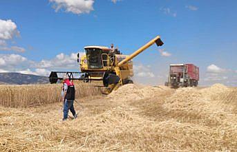 Gümüşhacıköy'de dane kaybına karşı biçerdöver kontrolleri başladı