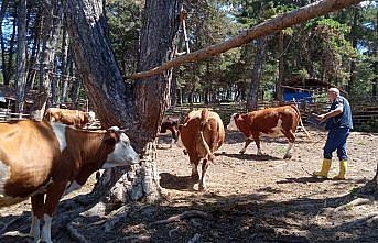 Gümüşhacıköy'de şap hastalığına karşı aşılama çalışmaları sürüyor