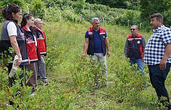 Kastamonu'da aronya üretim alanı 224 dekara ulaştı