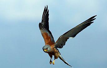 Konya'da kerkenezlerin “av mesaisi“