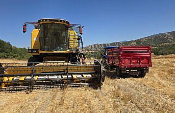 Laçin'de nohut hasadı başladı