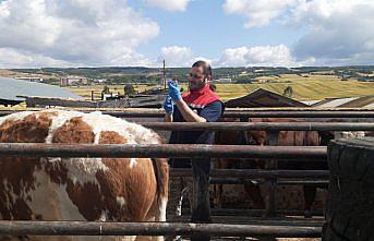 Ladik'te büyükbaş hayvanlara şap aşısı yapıldı