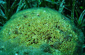 Marmara ve Kuzey Ege'nin endemik mercanları için koruma projesi