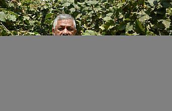 Ordu'da sahil kesiminde fındık hasadına 4 Ağustos'ta başlanacak