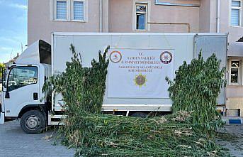 Samsun'da 5 bin 230 kök kenevir bitkisi ele geçirildi