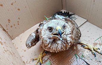 Sinop'ta yaralı bulunan doğan kuşu tedavi altına alındı