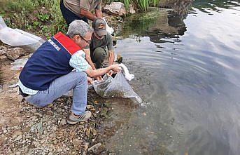 Topuk Yaylası Göleti'ne 100 bin pullu sazan yavrusu bırakıldı