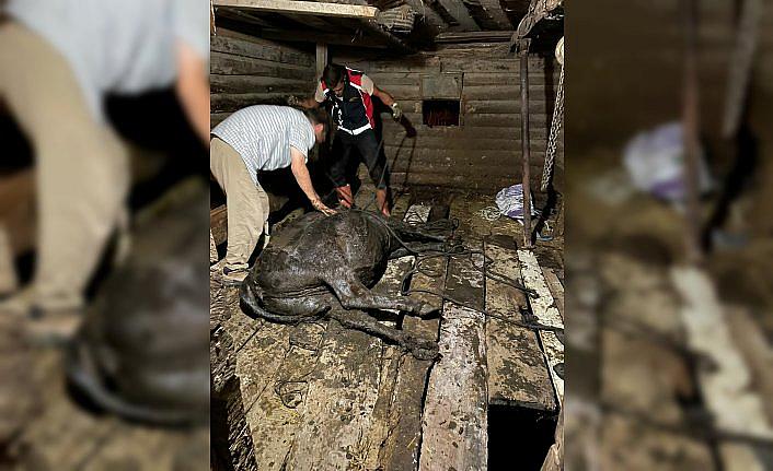 Türkeli’de çukura düşen inek kurtarıldı