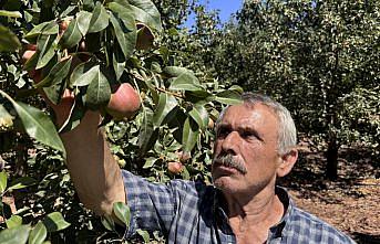 Zonguldaklı emekli madenci Deveci armudu üreticisi oldu
