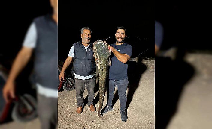 Almus'ta 153 santimetre uzunluğunda 40 kilogramlık yayın balığı avlandı