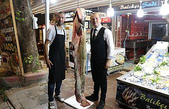 Amasya'da 2 metre 20 santimetre uzunluğunda yayın balığı yakalandı