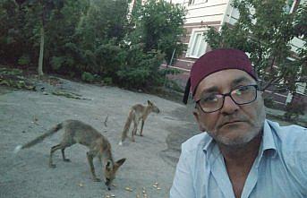 Amasya'da bahçesine gelen tilkileri besleyen kişi bu anları kaydetti