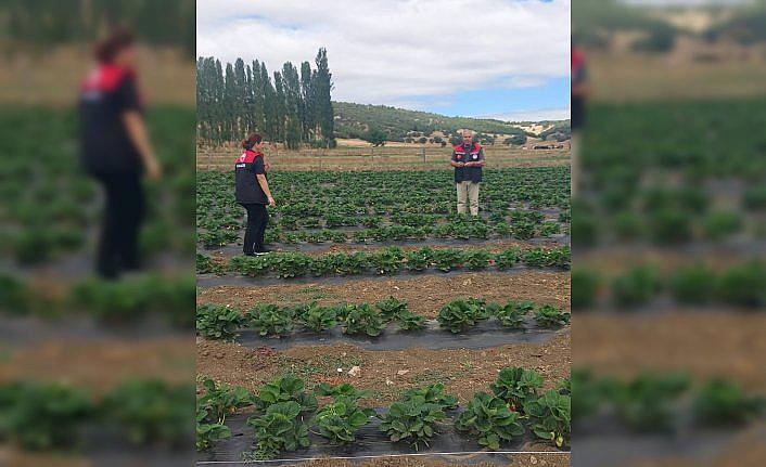 Amasya'da çilek fidelerinde fenolojik gözlemler yapıldı