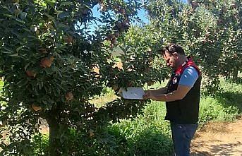 Amasya'da meyve bahçelerinde zararlı kontrolleri sürüyor