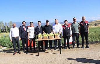 Amasya'nın coğrafi işaretli çiçek bamyasının hasadı başladı