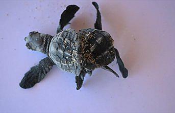 Antalya'da siyam ikizi yavru caretta caretta görüntülendi