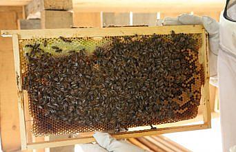 Artvin'de bal fiyatları belirlendi