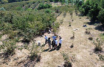 Bafra Ovası'nda fındık hasadına devam ediliyor