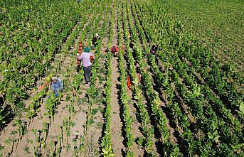 Bafra Ovası'nda tütün hasadı devam ediyor