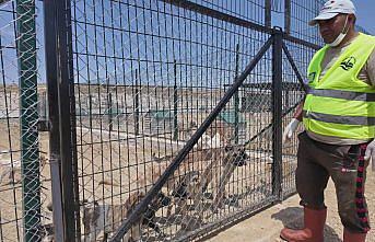 Bayburt'ta barınakta 512 sahipsiz hayvan bulunuyor