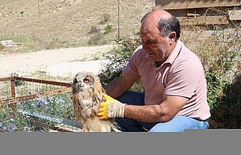 Bayburt'ta yaralı bulunan puhu tedavi altına alındı