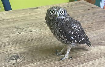 Bolu'da bitkin bulunan baykuş yavrusu koruma altına alındı