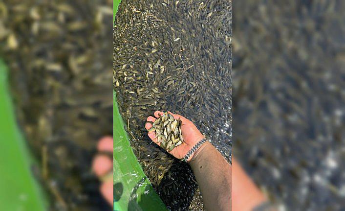 Bolu'da üretilen sazan yavruları Ankara ve Kırıkkale'de salındı