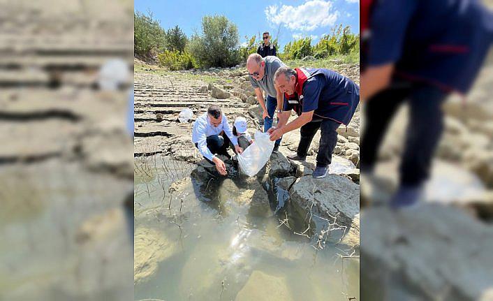 Boyabat'ta 158 bin yavru sazan baraj ve göletlere bırakıldı