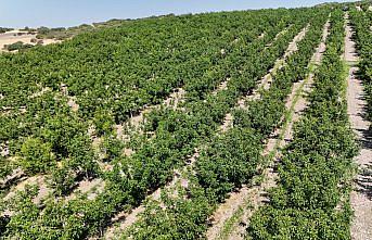 Ceviz üretiminde zararlılara karşı akıllı böceklerle mücadele ediliyor