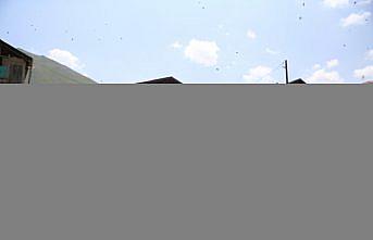 Dünyaca ünlü Anzer balının üretimi için mühürlenen peteklerden numune alındı