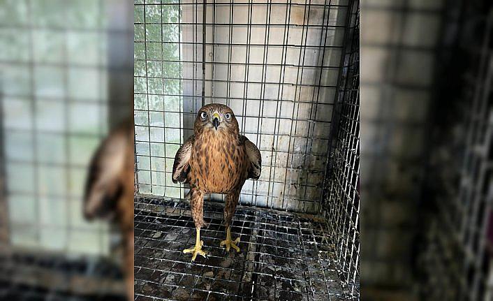 Erzurum'da bitkin halde bulunan şahin bakımının ardından doğaya salındı