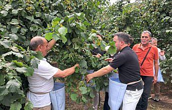 Espiye’de fındık hasadı etkinliği düzenlendi