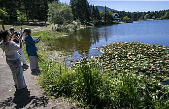 Gölcük ve Abant'ta çiçekler doğaya renk katıyor