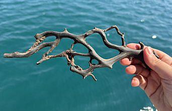 GRAFİKLİ - Siyah ve taş mercanlar deniz ekosistemi için kritik önemde