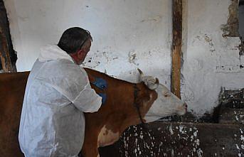 Gümüşhane'de şap hastalığıyla mücadele sürüyor