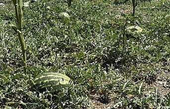 Karabük'te karpuz hasadı etkinliği düzenlendi