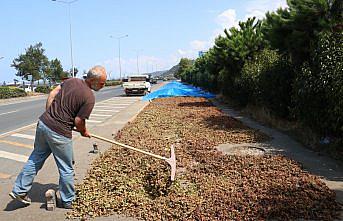 Karadeniz Sahil Yolu'ndaki kaldırımlarda fındık kurutma mesaisi başladı
