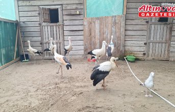 Kızılırmak Deltası'nda bulunan yaralı leylekler tedavi edilerek göçe hazırlanıyor