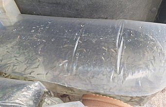 Kızılırmak Deltası'ndaki Çernek Gölü'ne 6 bin yavru sazan bırakıldı