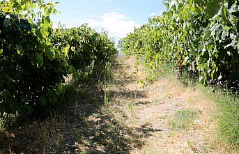 Safranbolu'nun coğrafi işaretli 
