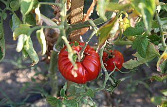 Safranbolu'nun coğrafi işaretli maniye domatesinde hasat başladı