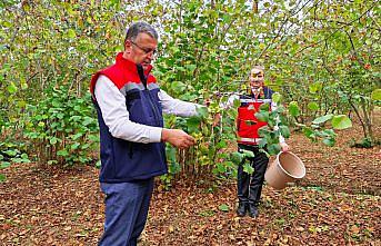 Samsun'da 91 bin 500 ton fındık rekoltesi bekleniyor