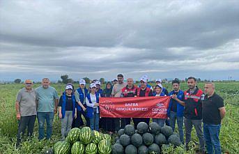 Bafra'da genç gönüllüler tarlada karpuz hasadına destek verdi