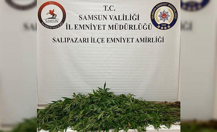 Samsun'da uyuşturucu operasyonunda 75 kök hint keneviri ele geçirildi