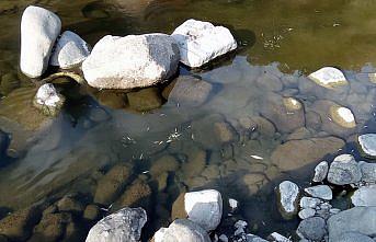 Samsun'da Yeşil deresindeki balık ölümleriyle ilgili inceleme başlatıldı
