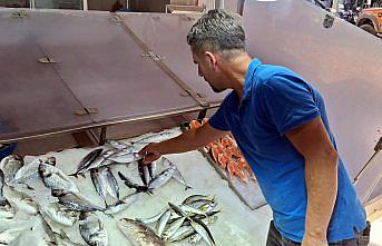 Sinop'ta palamutlar tanesi 350 liradan tezgahlarda satışa sunuldu