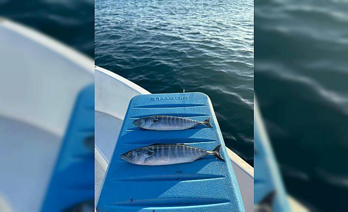 Sinop'ta sezonun ilk palamudu yakalandı