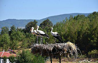 Sinop'taki Cuma Ovası'nda bu yıl leylek göçü gecikti