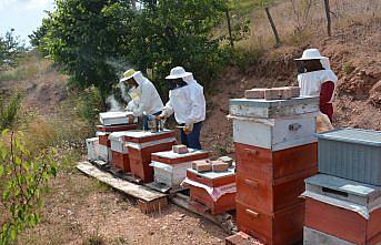 Tokat'ta yayla balı hasadına başlandı